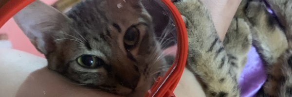 wisleybb Profile Banner