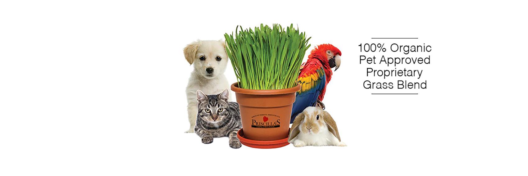 kittygrass's profile banner image