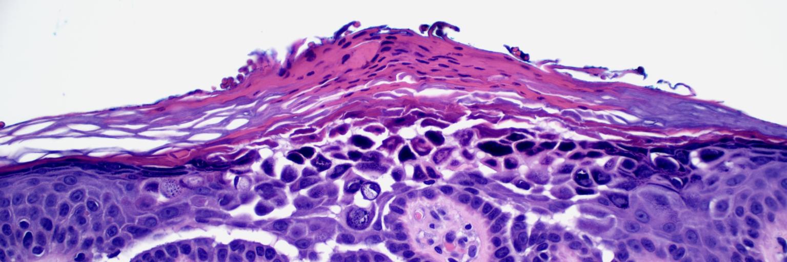 Danielle de Stefano, MD banner