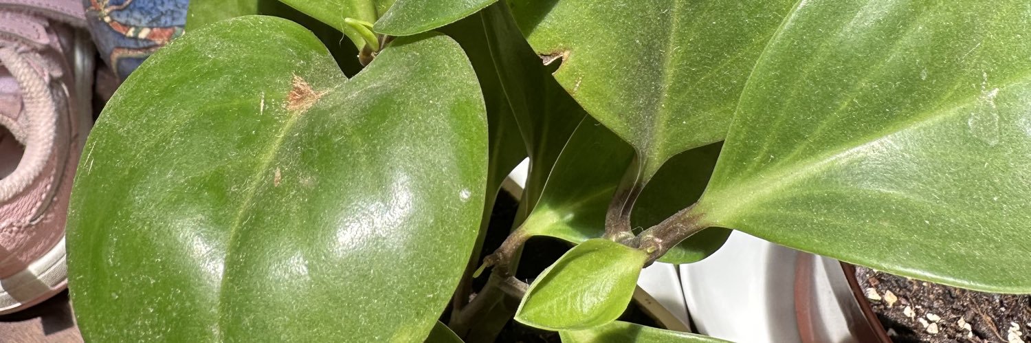caro banner
