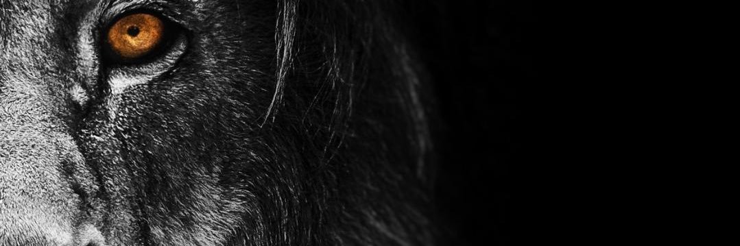 DriPassaretti's profile banner image