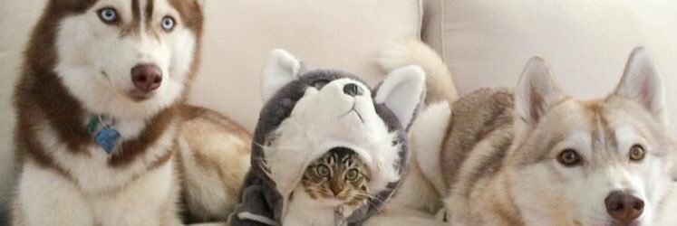 GeistEngeL's profile banner image