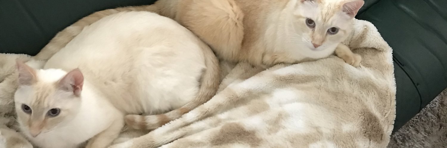 PhoenixGirl73's profile banner image