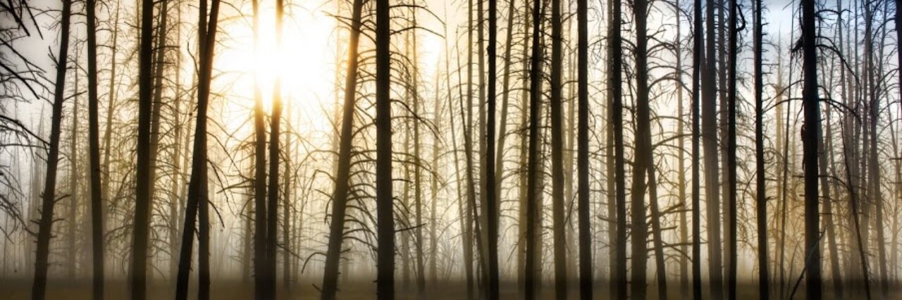 •• simpliRare •• banner