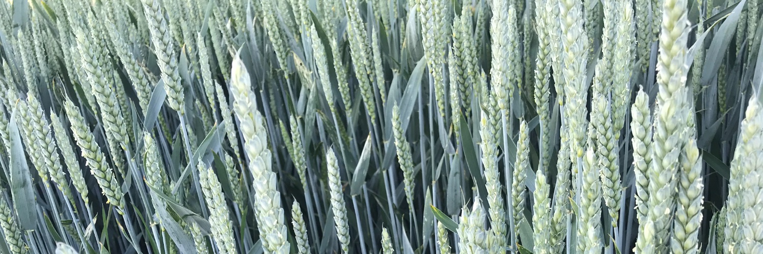 livefeeltaste's profile banner image