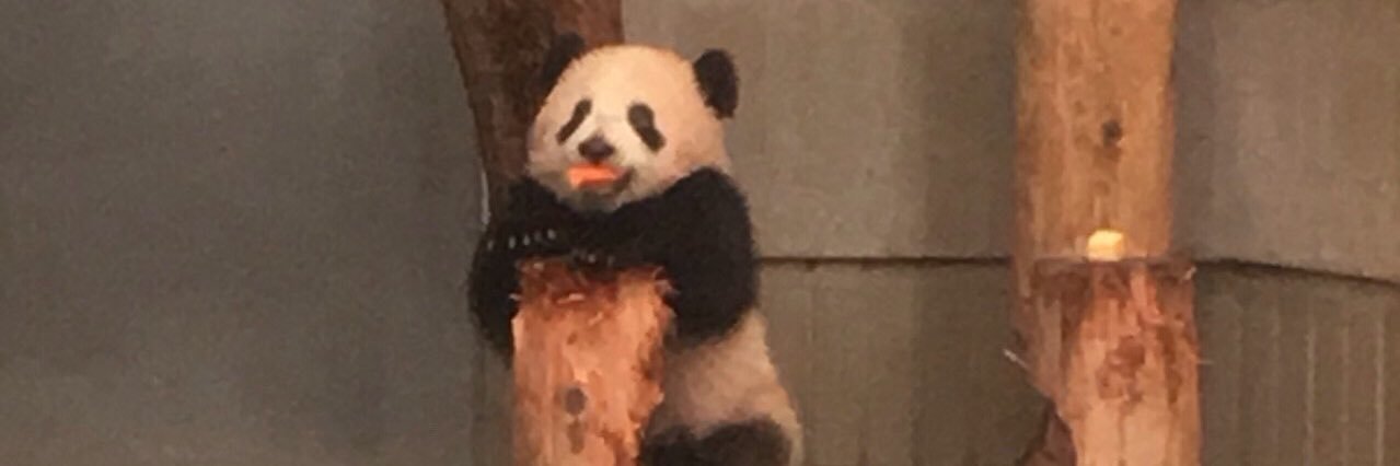 Panda I. banner