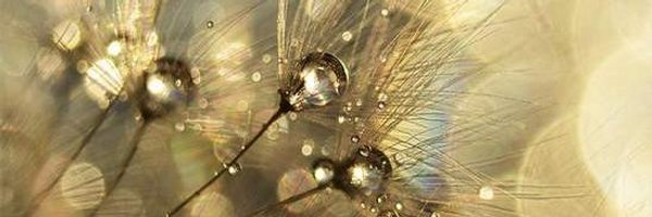 amysue102 Profile Banner