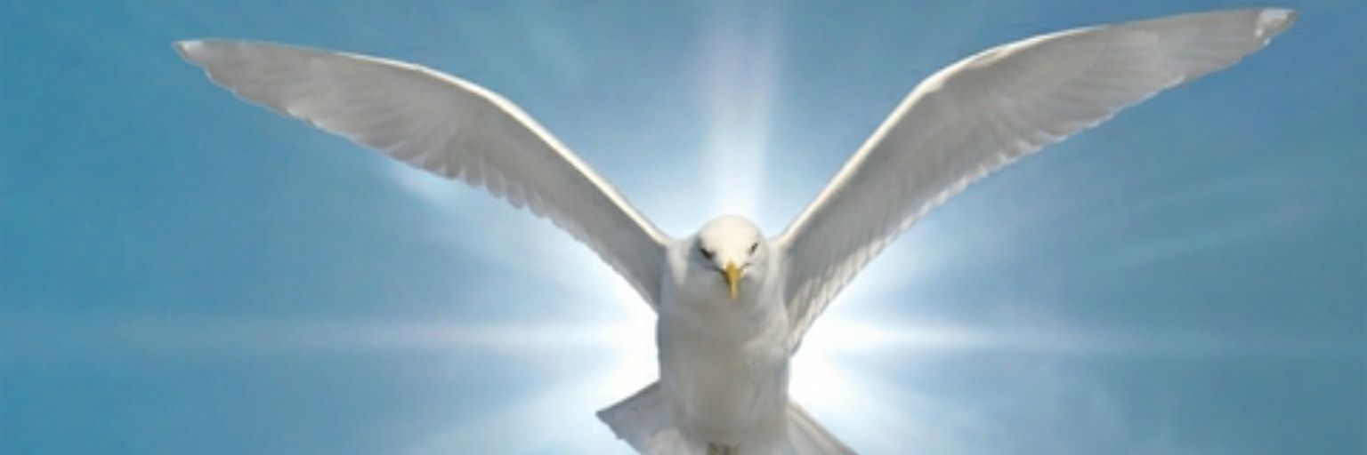 panskafas's profile banner image