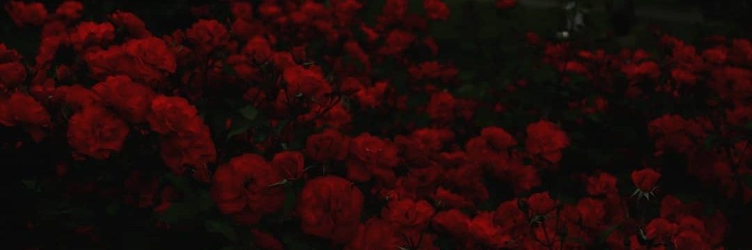 antonia🥀 banner