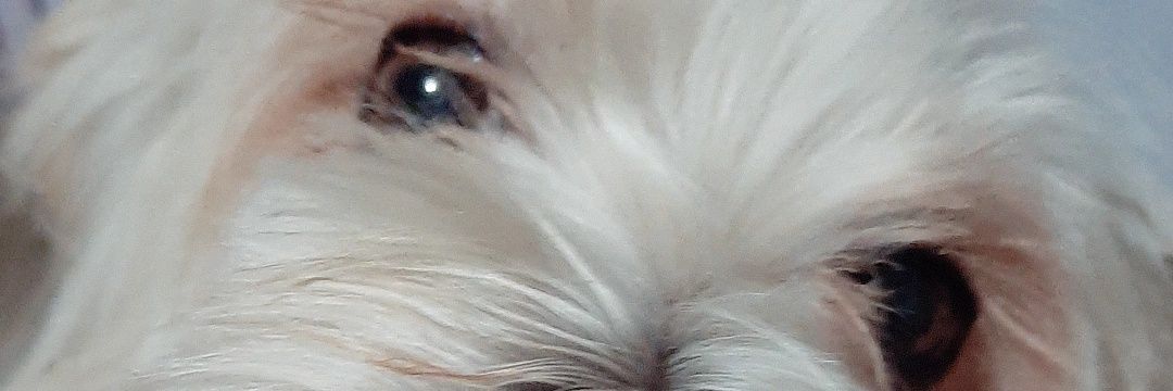 Babi banner