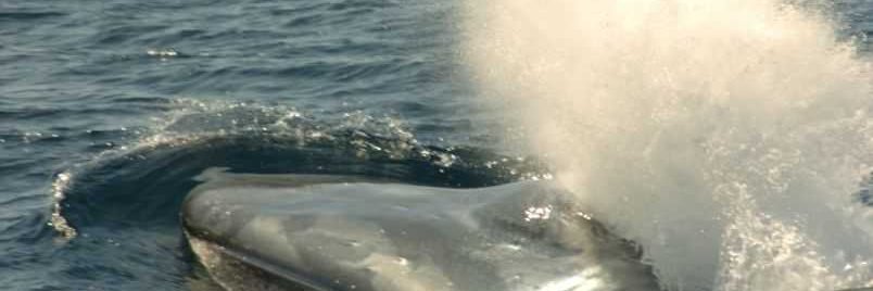 Azores Whale Lab - Cetacean Ecology Group banner