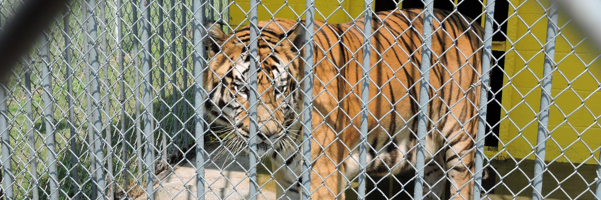 Free Tony The Tiger banner