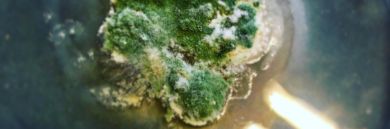 WillowKaya's profile banner image