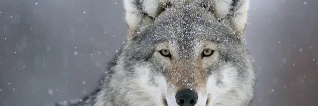 Mitchellini84's profile banner image
