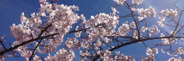 everpeace Profile Banner