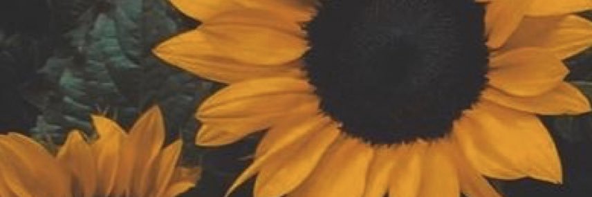 Handy_ANNIE's profile banner image