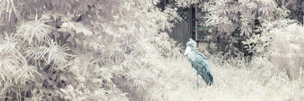 wohitorisama's profile banner image