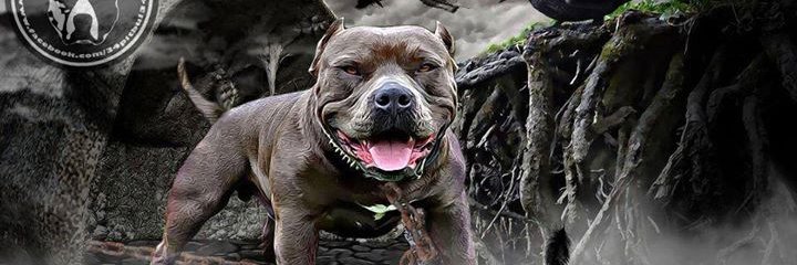 MGrippes's profile banner image