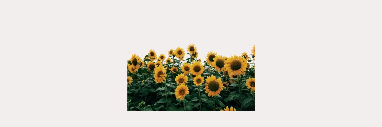 suonlyu's profile banner image