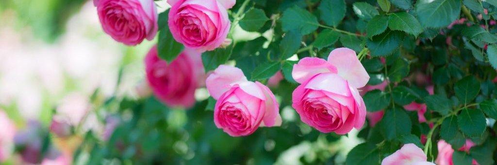 BloomYork's profile banner image