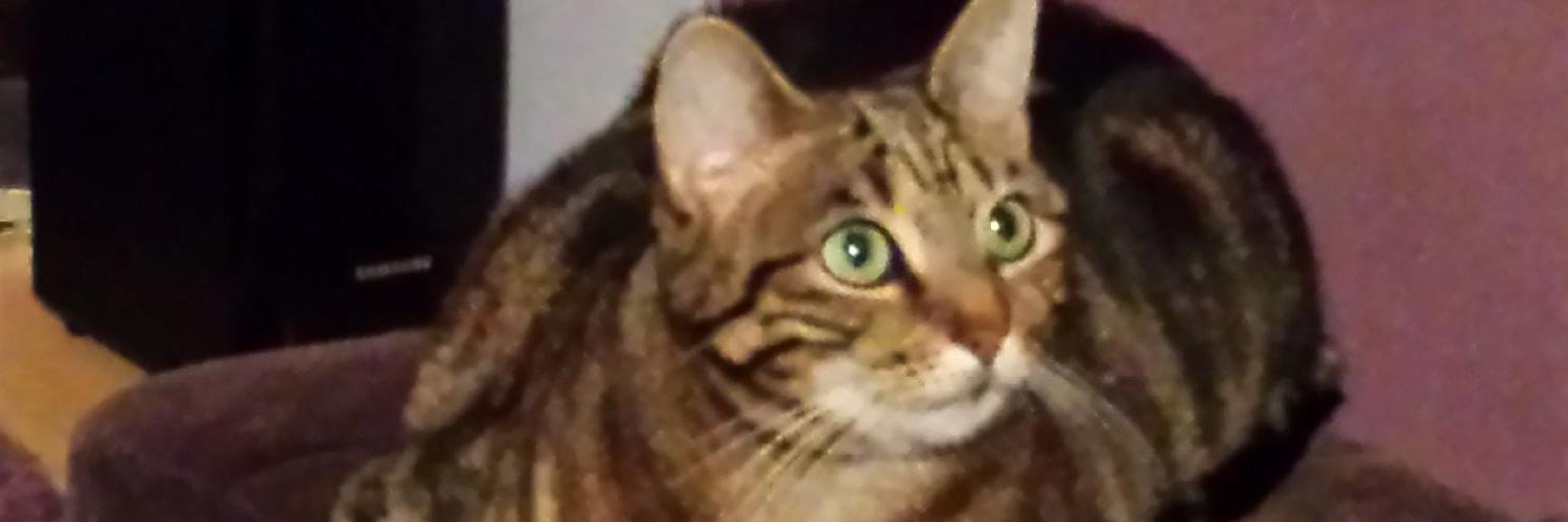 lambvane's profile banner image