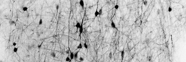 ptrrupprecht Profile Banner