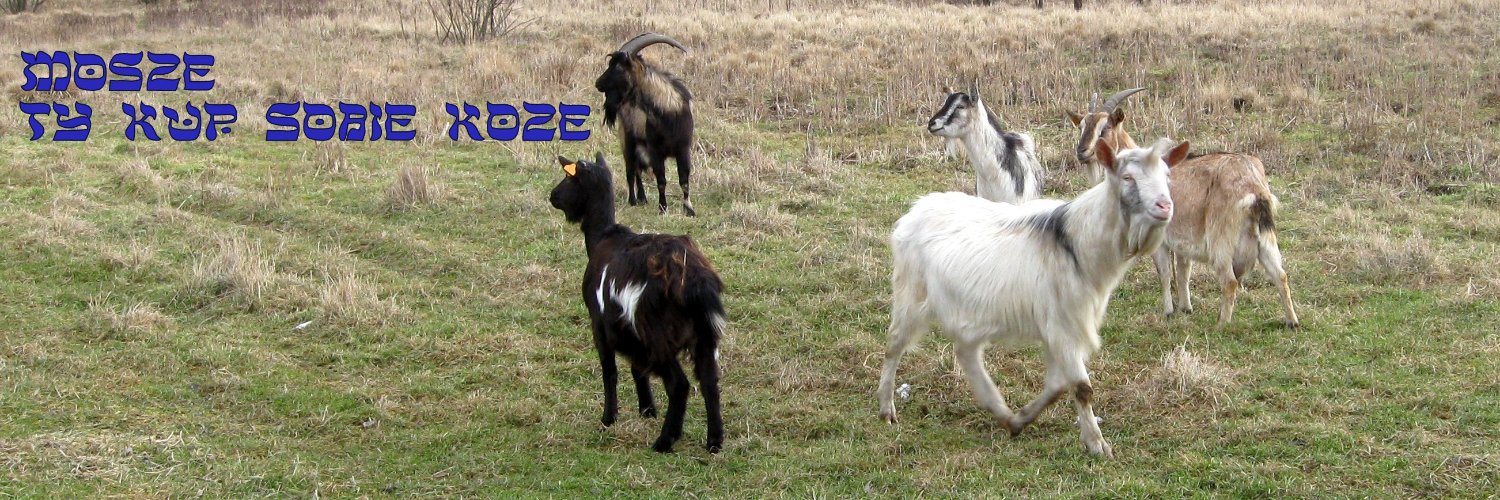 Michał Rolka banner