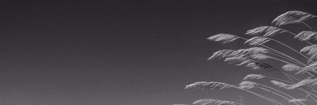 AltnKelebekFan1's profile banner image