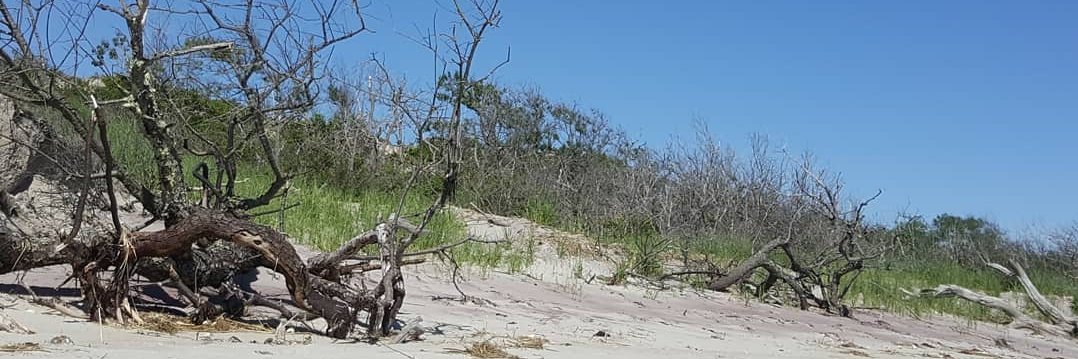 Zaphrella Hale banner