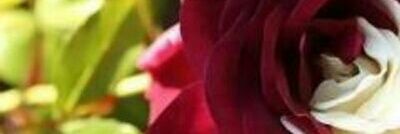 sshh12342's profile banner image