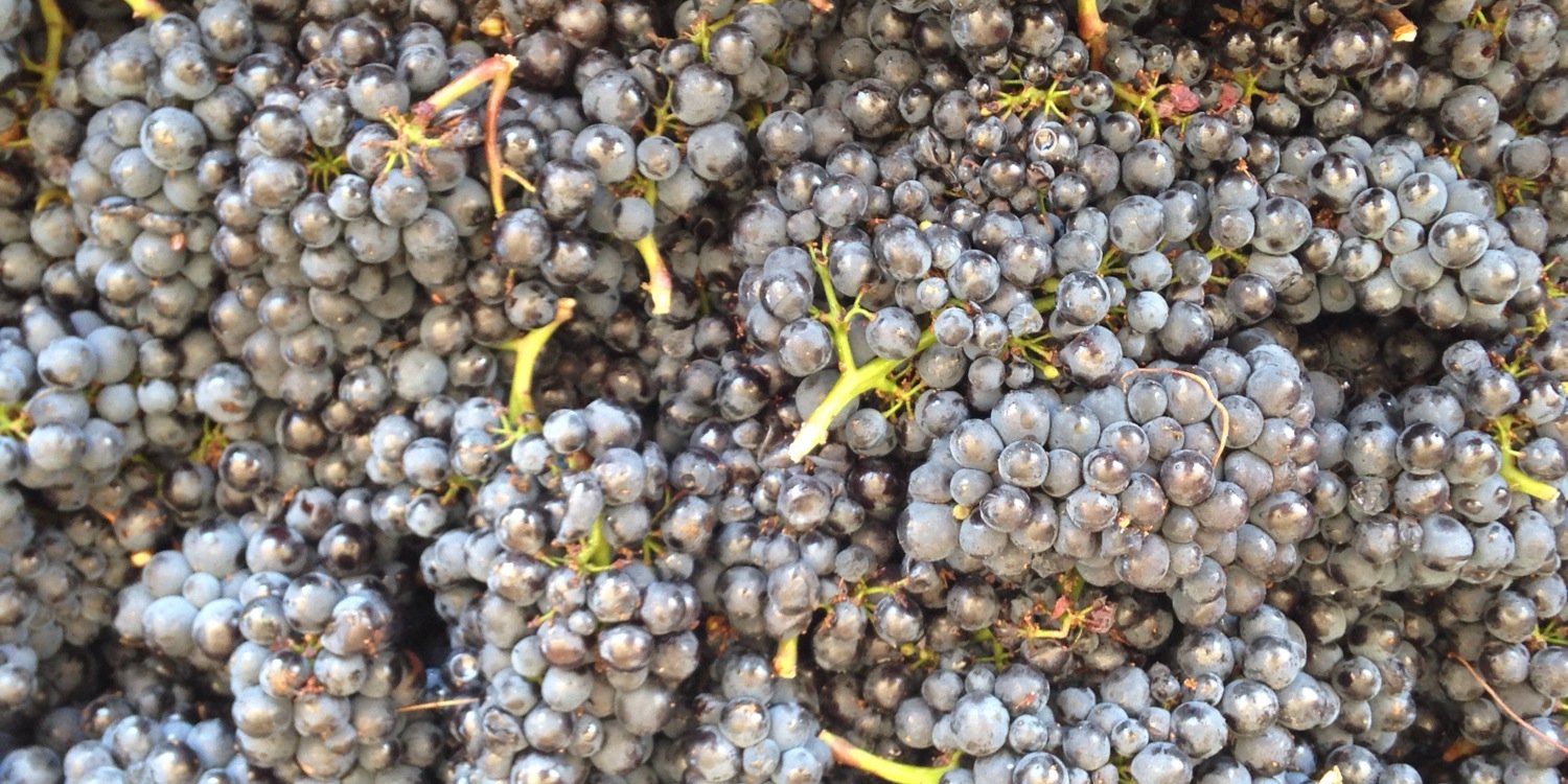 GrosVentreWines's profile banner image