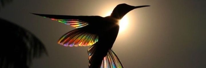 MabelMilhoja's profile banner image