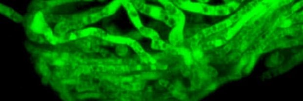 Federico Lopez-Moya banner