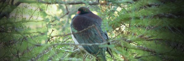 Kereru4PM Profile Banner