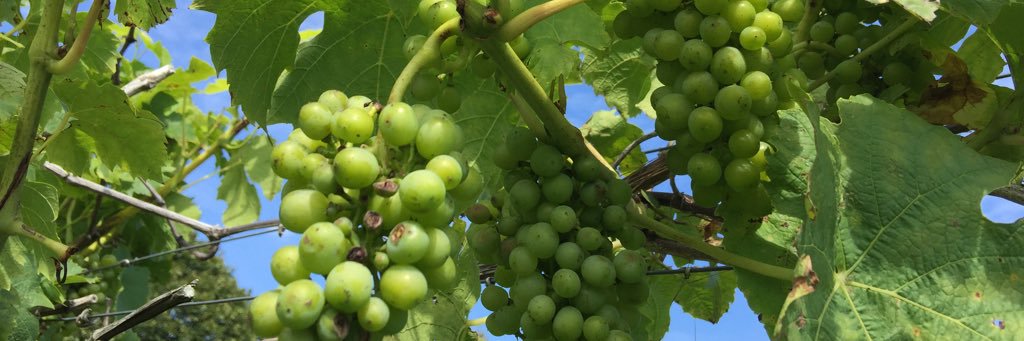 MRwinesuk's profile banner image