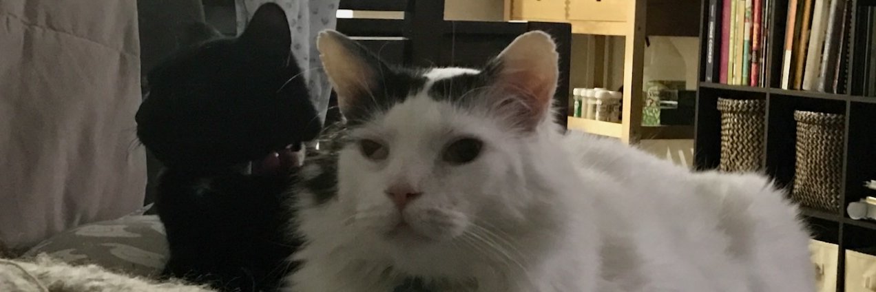 SIGKITTEN's banner