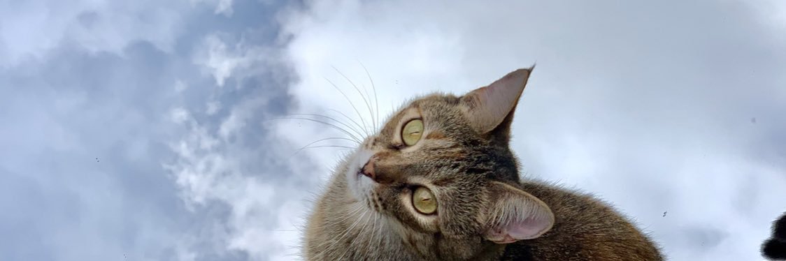 CataHougham's profile banner image