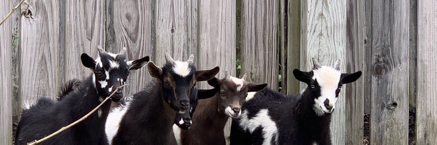 Rachel Goodwin banner