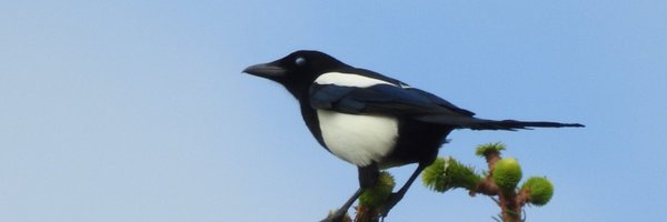 ianebbage1 Profile Banner
