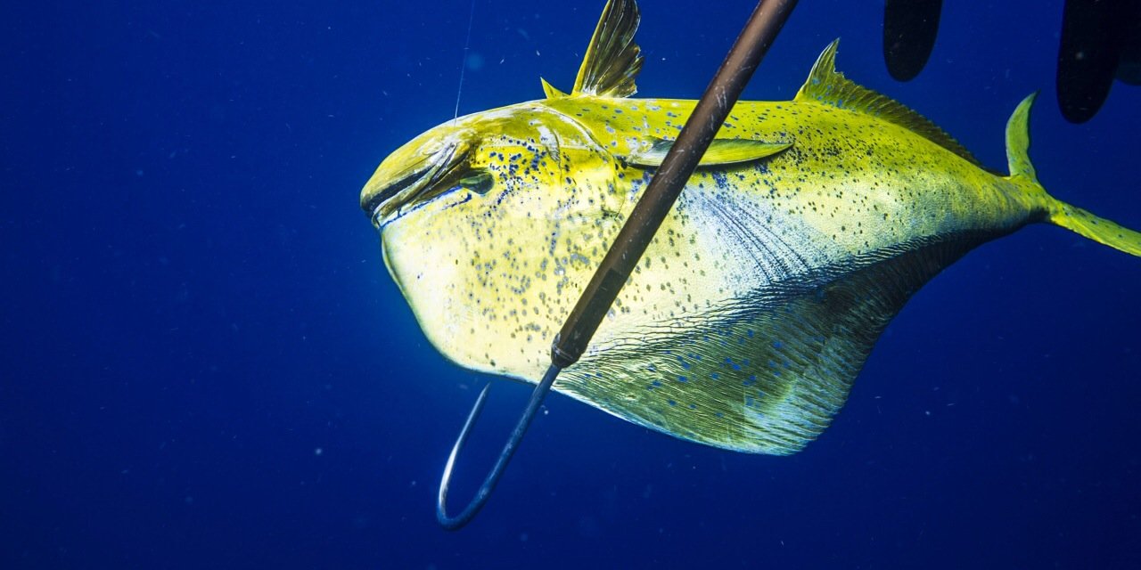 FishEarlyBird's profile banner image