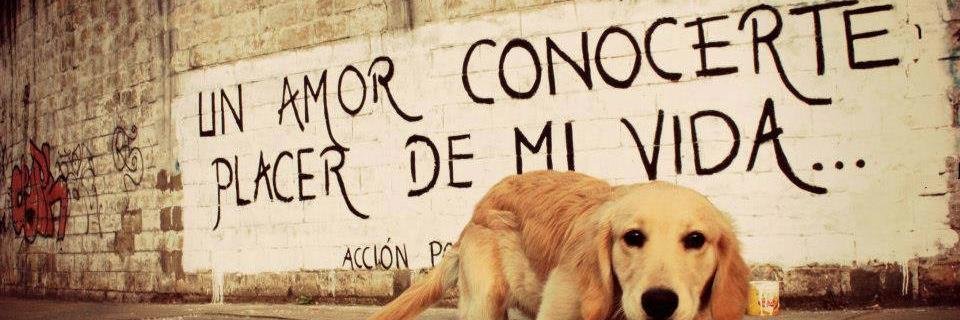 Acción Poética. banner