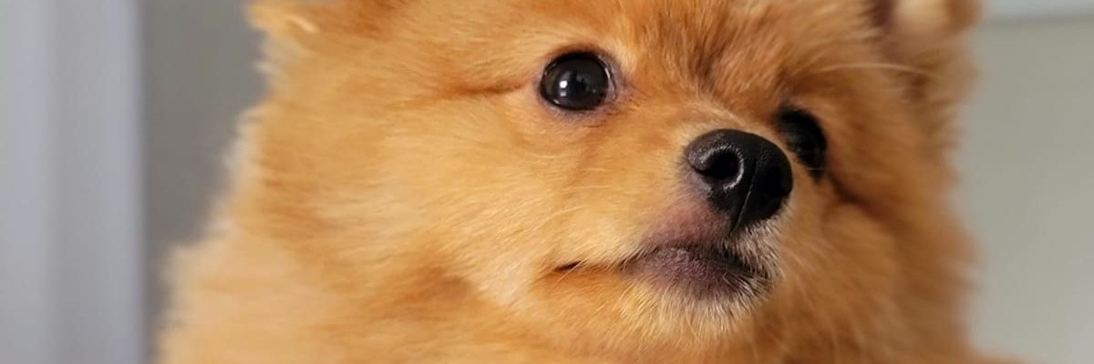 JonathanPichard's profile banner image