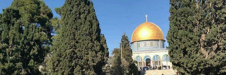 Rofaida 🇵🇸's banner