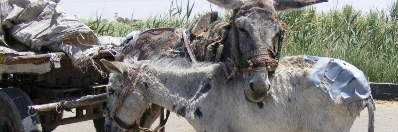 Animal Care in Egypt banner