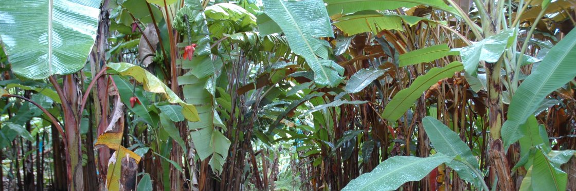 Christophe Jenny banner