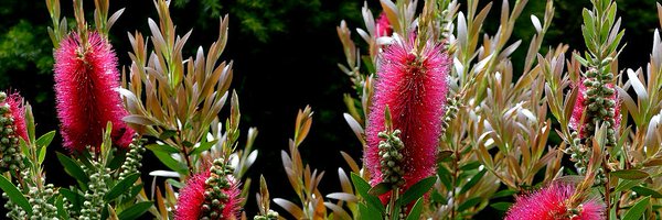 jeneva_ohan Profile Banner