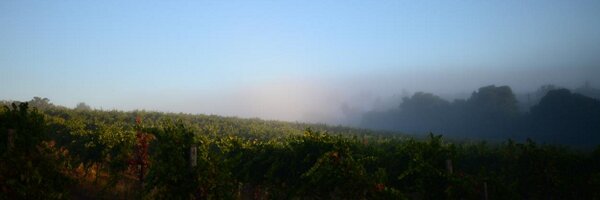 poewines Profile Banner