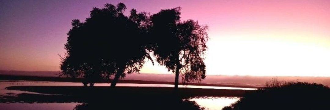 Lunita banner