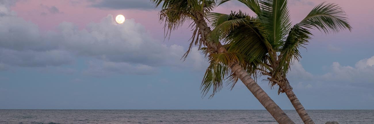 viqueene's profile banner image