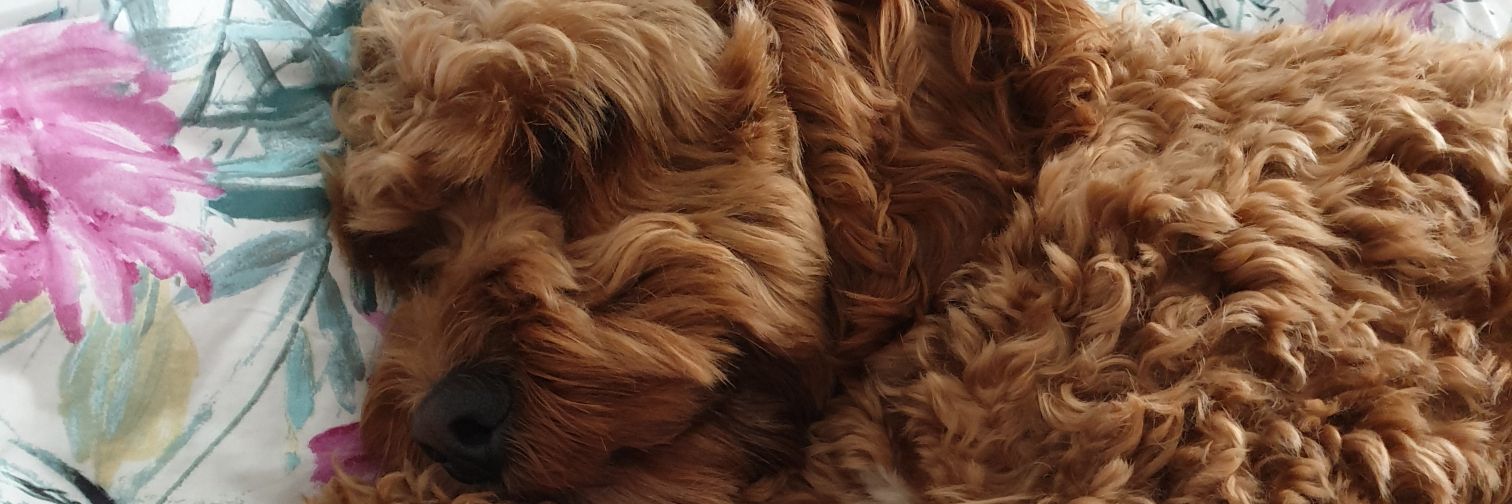 Janet Pennington banner